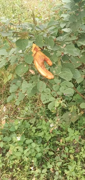 Tiếp tục rà soát, các trinh sát xác định chiếc áo đó là của Giàng Seo Nhà (SN 2005, trú tại thôn Ngài Ma Lùng Trù, xã Thải Giàng Phố, huyện Bắc Hà - học sinh lớp 10 A7, Trường THPT số 1 Bắc Hà). Cùng thời điểm này, một mũi công tác rà soát đã thu giữ được chiếc găng tay trên đống củi nhà Nhà, có đặc điểm trùng khớp với chiếc găng tay cơ quan CSĐT đã thu giữ gần hiện trường vụ án. Với những căn cứ hai đơn vị nghiệp vụ thu thập được, ngày 15/10/2020, Phòng Cảnh sát hình sự và Công an huyện Bắc Hà đã tiến hành bắt giữ Giàng Seo Nhà. 