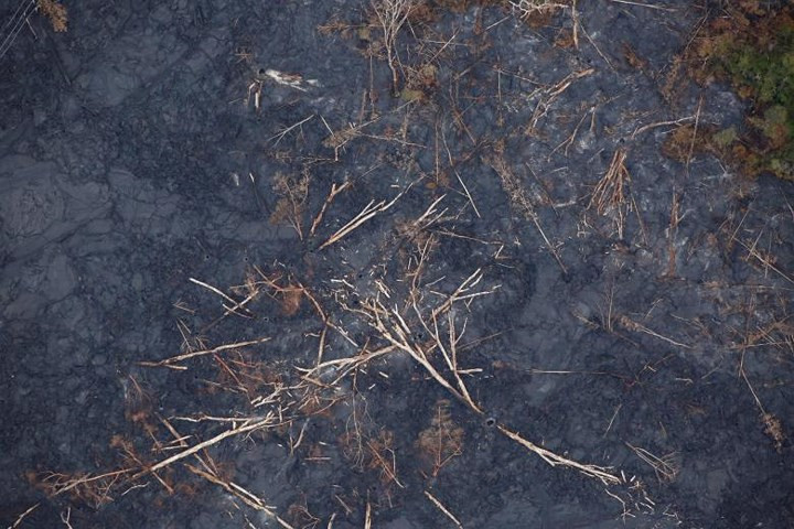 Cây cối cũng chết vì bị dung nham núi lửa thiêu đốt.