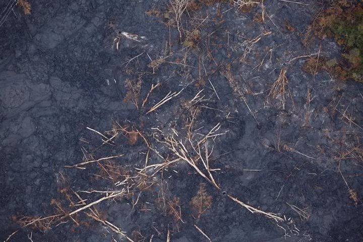 Cây cối cũng chết vì bị dung nham núi lửa thiêu đốt.