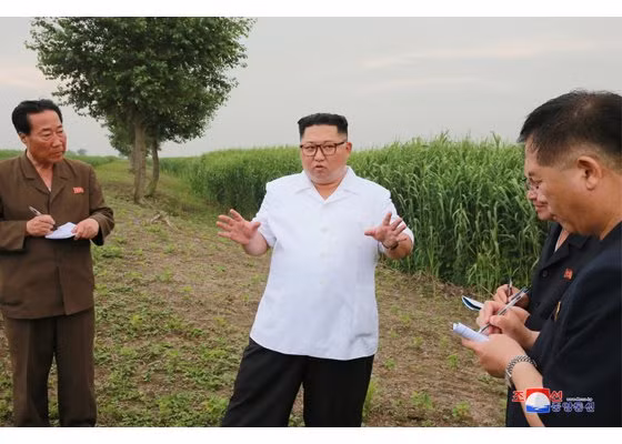 KCNA cho biết ông Kim đã chỉ đạo huyện Sindo trở thành một vùng sản xuất sậy để làm sợi hóa học quy mô lớn. Ảnh: KCNA.