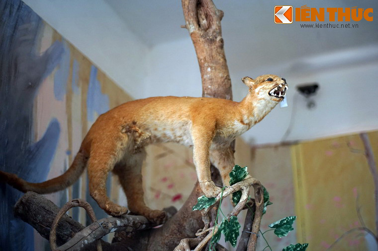 Các mẫu vật được sắp xếp theo trình tự tiến hoá giúp cho người tham quan có cái nhìn tổng thể về sự phát triển và tính đa dạng của thế giới động thực vật. Qua đó, thông điệp mà Bảo tàng muốn nhắn gửi là: “Hãy thân thiện hơn với thiên nhiên, để thiên nhiên mãi là bạn đồng hành của con người”.