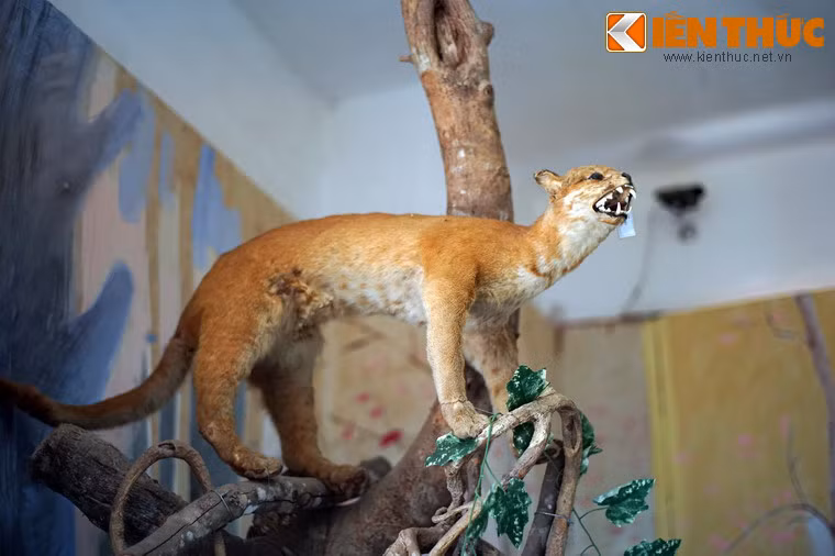 Các mẫu vật được sắp xếp theo trình tự tiến hoá giúp cho người tham quan có cái nhìn tổng thể về sự phát triển và tính đa dạng của thế giới động thực vật. Qua đó, thông điệp mà Bảo tàng muốn nhắn gửi là: “Hãy thân thiện hơn với thiên nhiên, để thiên nhiên mãi là bạn đồng hành của con người”.