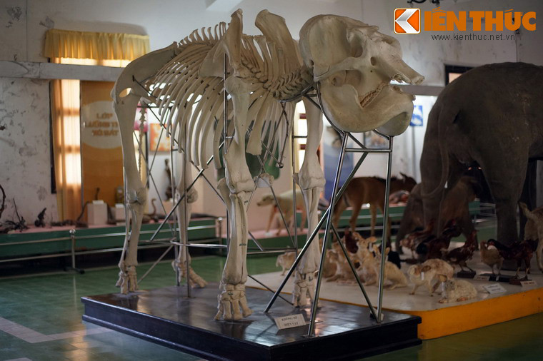 Bộ sưu tập nổi bật của Bảo tàng là 386 mẫu thú thuộc 58 loài, trong đó có 38 loài thuộc diện quý hiếm đã được công bố trong sách đỏ Việt Nam. Ấn tượng nhất trong bộ sưu tập này là tiêu bản voi trưởng thành và bộ xương voi được dựng hoàn chỉnh.