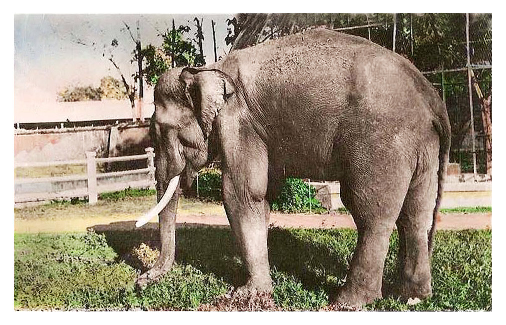 Một con voi già trong chuồng nuôi. Ảnh tư liệu.