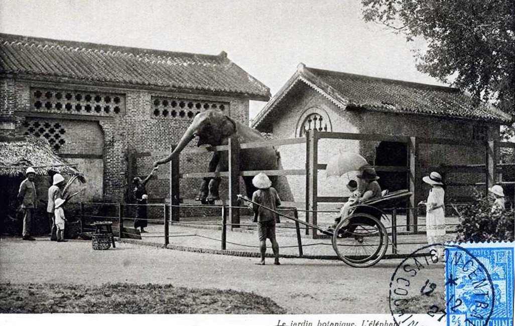 Du khách thích thú nhìn con voi vươn mình ra khỏi hàng rào để ăn mía từ tay quản tượng. Ảnh tư liệu.