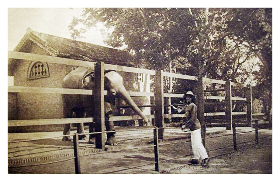 Một chú voi vươn vòi ra xin mía của khách. Ảnh tư liệu.