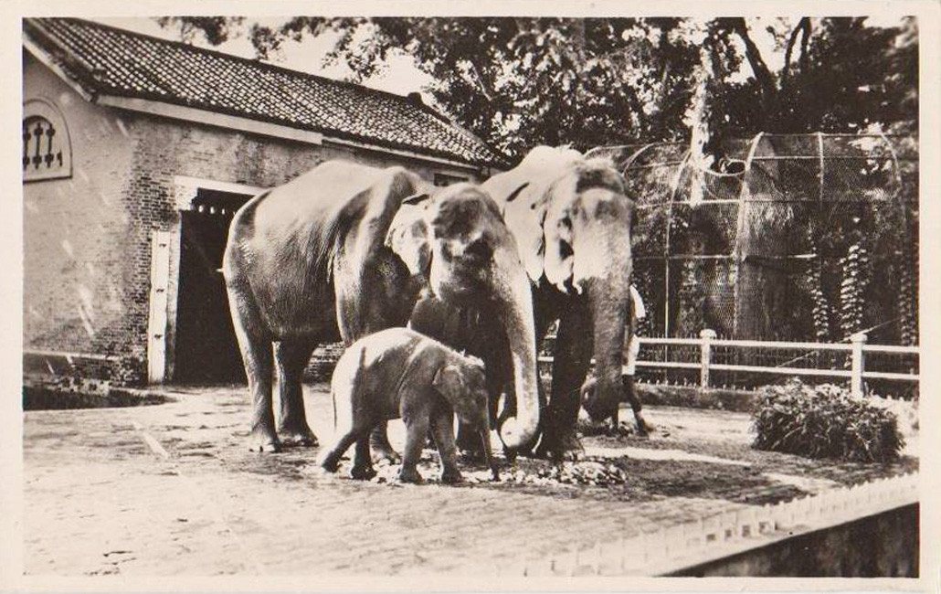 Bữa ăn của gia đình nhà voi. Ảnh tư liệu.