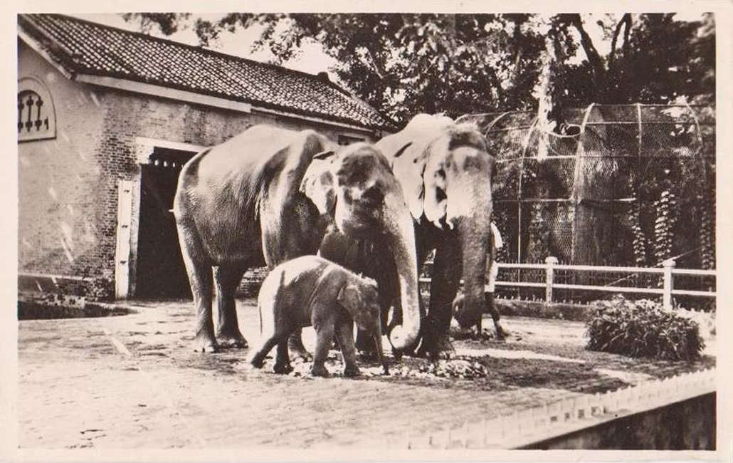Bữa ăn của gia đình nhà voi. Ảnh tư liệu.