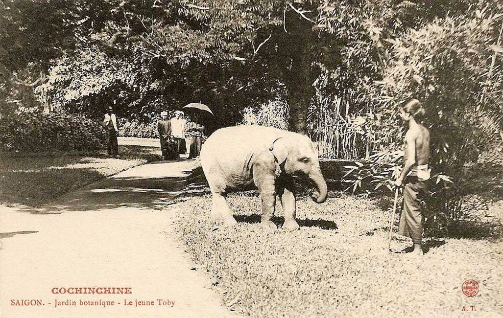 Chú voi con được quản tượng dắt di dạo trong Thảo Cầm Viên. Ảnh tư liệu.