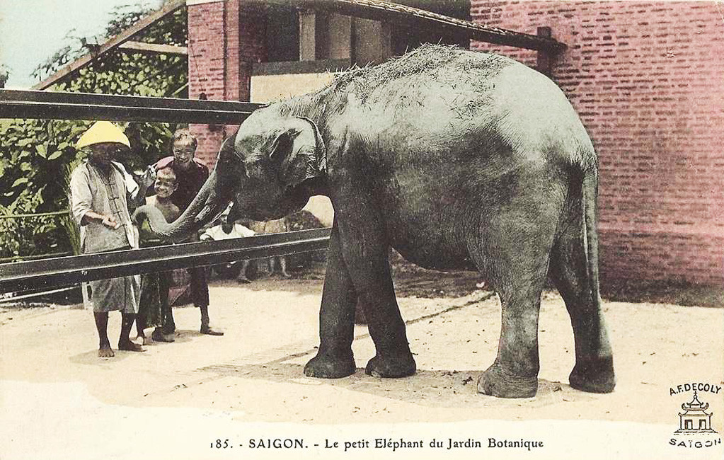 Chú voi mới lớn thể hiện sự thân thiện với du khách. Ảnh tư liệu.