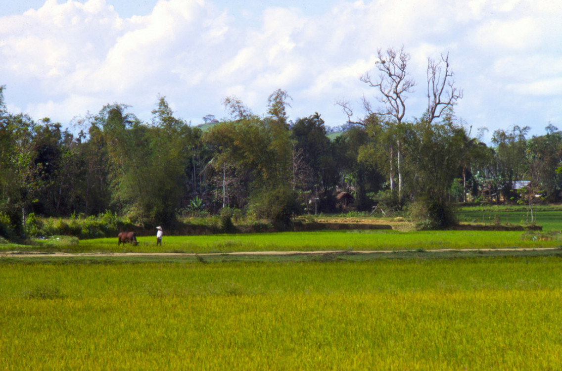 Khung cảnh thanh bình ở đồng lúa Quảng Ngãi trước khi một cơn bão ập đến. Ảnh: Mark Melnick.