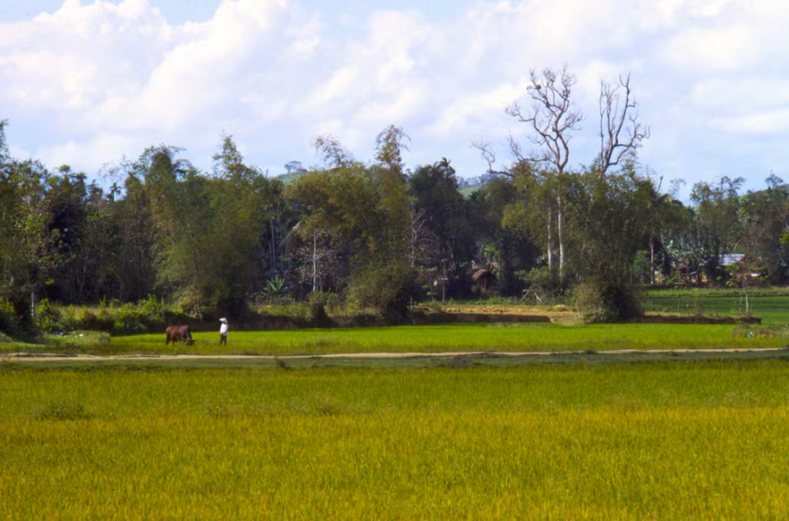Khung cảnh thanh bình ở đồng lúa Quảng Ngãi trước khi một cơn bão ập đến. Ảnh: Mark Melnick.