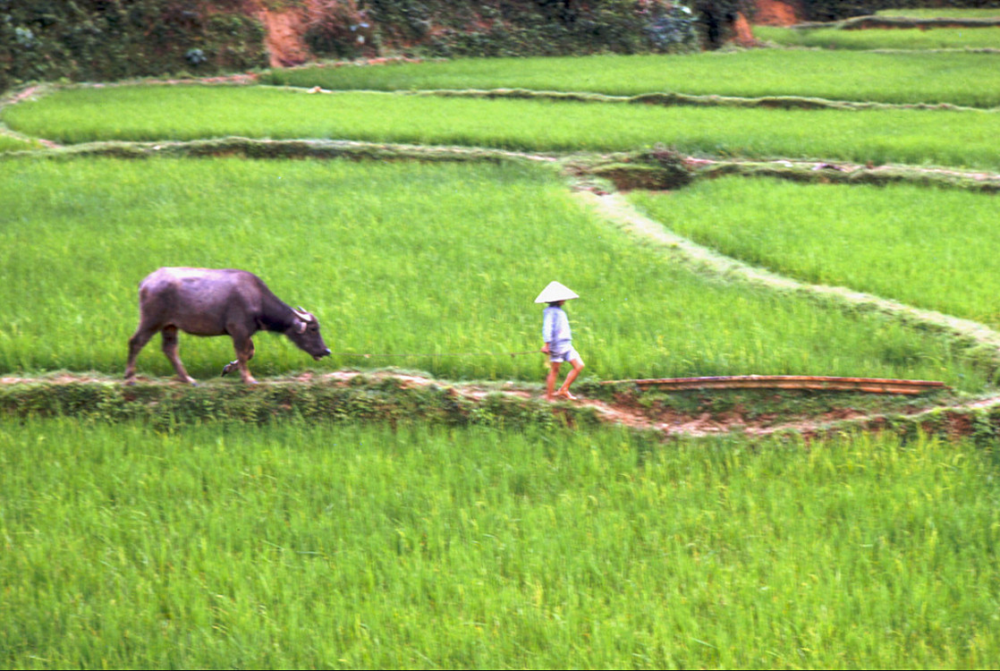 Cậu bé và chú trâu trên bờ ruộng. Ảnh: Mark Melnick.