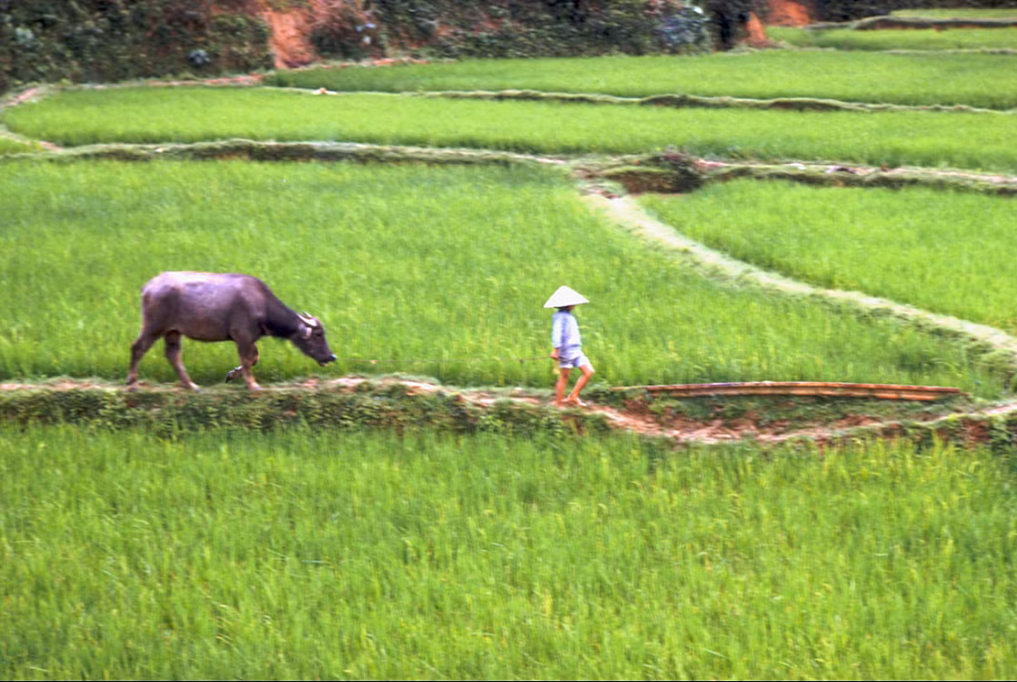 Cậu bé và chú trâu trên bờ ruộng. Ảnh: Mark Melnick.