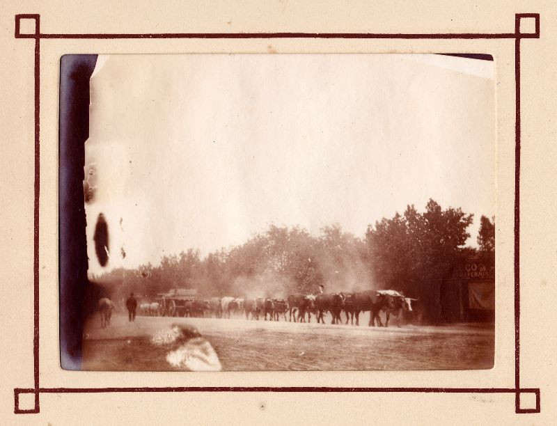 Đàn bò được lùa đến điểm chăn thả. Ảnh: Leigh McKinnon Flickr.