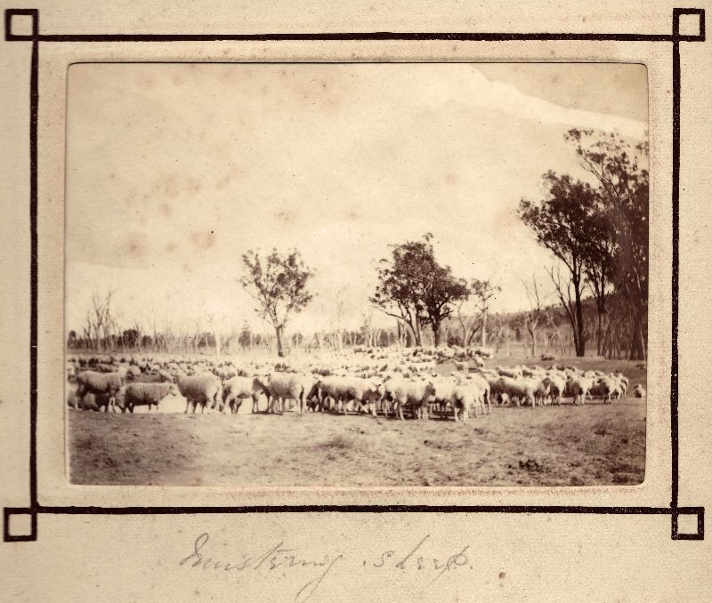 Một đàn cừu được chăn thả trên thảo nguyên. Đây là loài gia súc được đưa đến Australia từ châu Âu. Ảnh: Leigh McKinnon Flickr.