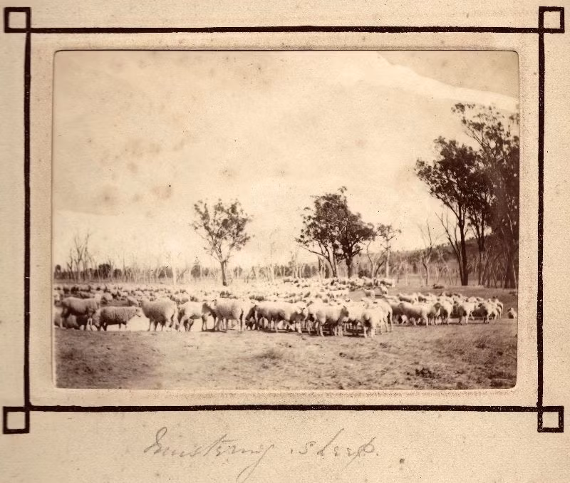 Một đàn cừu được chăn thả trên thảo nguyên. Đây là loài gia súc được đưa đến Australia từ châu Âu. Ảnh: Leigh McKinnon Flickr.