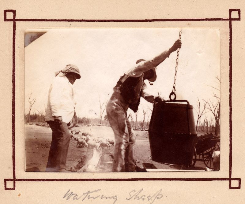 Người chăn cừu đổ nước vào máng uống nước của đàn cừu. Ảnh: Leigh McKinnon Flickr.