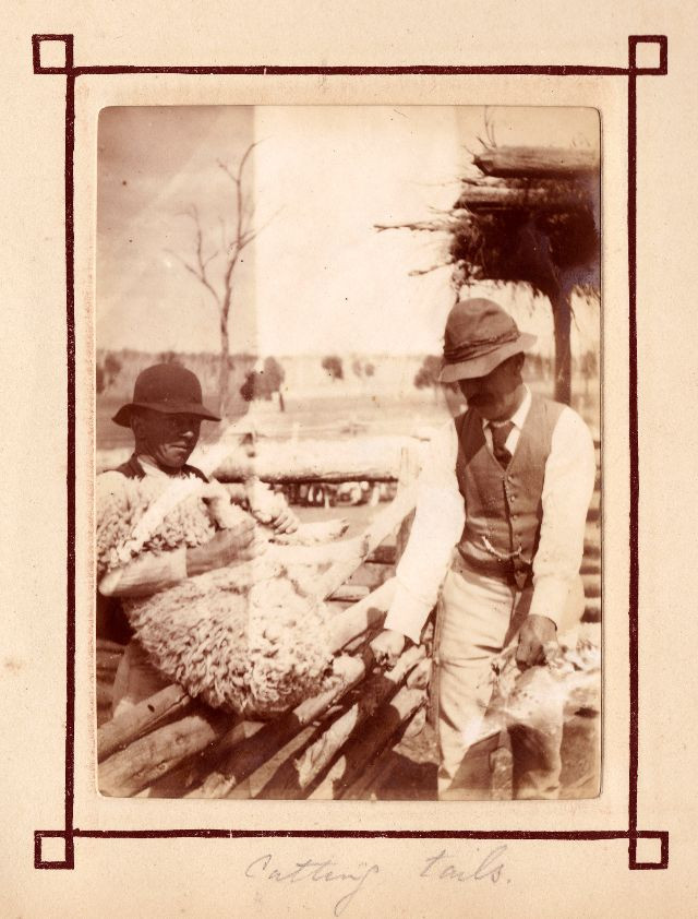 Nông dân Australia tỉa móng cho cừu để tránh sự xâm nhập của côn trùng kí sinh sống trong đất. Ảnh: Leigh McKinnon Flickr.