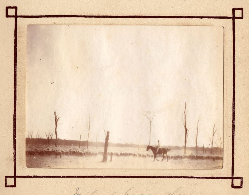 "Cao bồi" Australia và đàn cừu của mình. Ảnh: Leigh McKinnon Flickr.