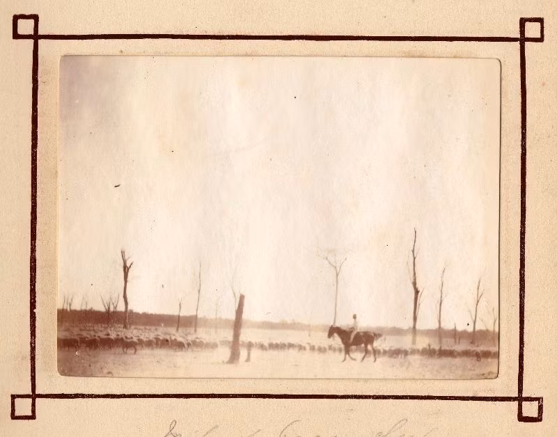 "Cao bồi" Australia và đàn cừu của mình. Ảnh: Leigh McKinnon Flickr.