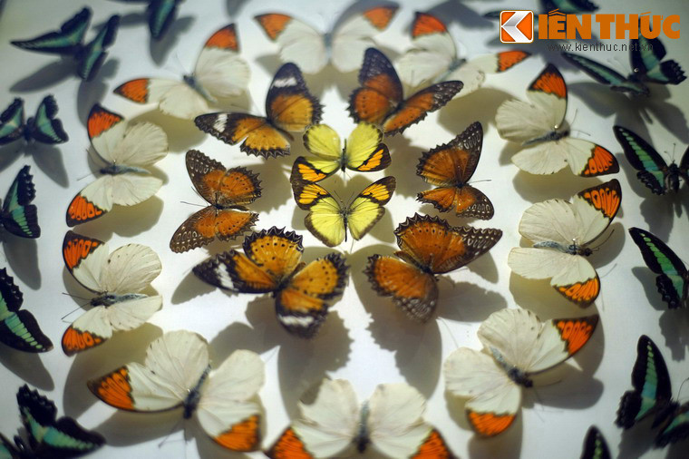 Dạo quanh một vòng Bảo tàng Thiên nhiên Việt Nam, du khách như quên đi những phố phường huyên náo của Hà Nội để chìm vào thế giới của thiên nhiên, ngược dòng thời gian để về với cội nguồn sự sống.