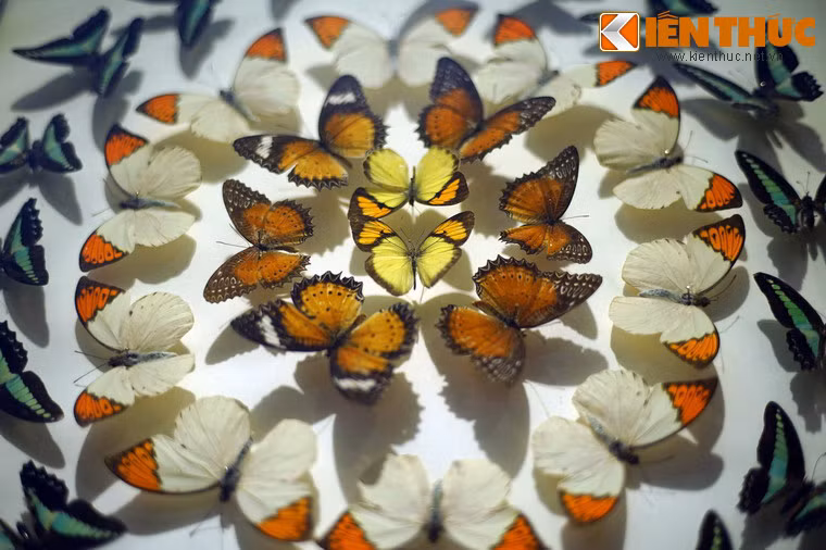 Dạo quanh một vòng Bảo tàng Thiên nhiên Việt Nam, du khách như quên đi những phố phường huyên náo của Hà Nội để chìm vào thế giới của thiên nhiên, ngược dòng thời gian để về với cội nguồn sự sống.