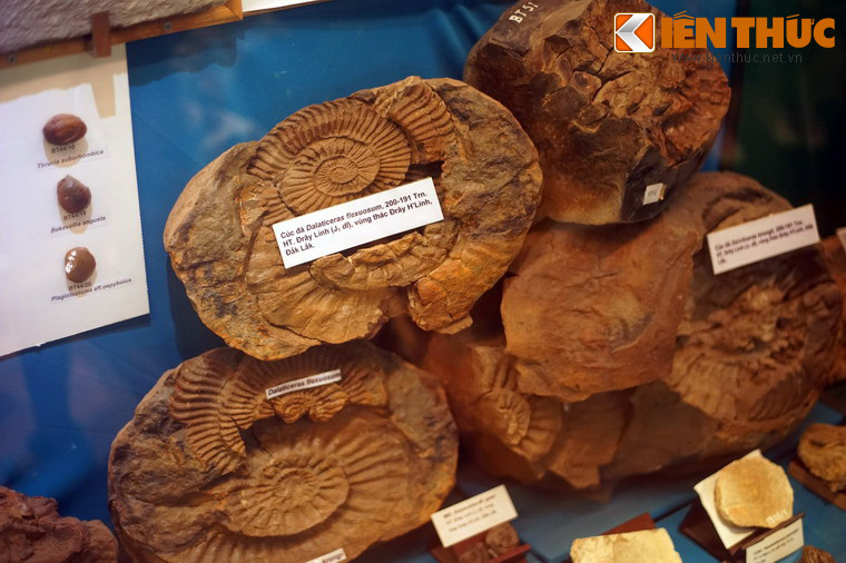 Nhà trưng bày chính bắt đầu với khu trưng bày lịch sử sự sống, nơi lưu giữ các mẫu hoá thạch tiêu biểu của các thời kỳ phát triển địa chất. Một số mẫu hóa thạch là bản sao phục chế các mẫu vật nổi tiếng thế giới, số khác là bản gốc khai quật ở Việt Nam, như mẫu cúc đá ở Đắc Lắc trong hình. .