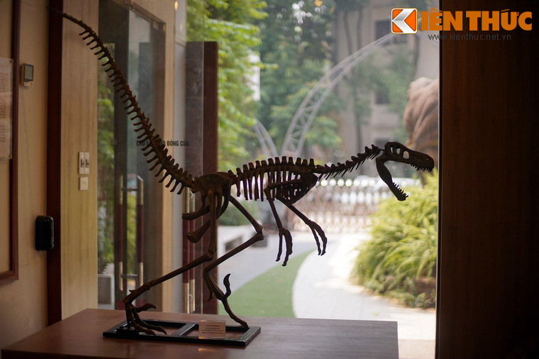 Mẫu xương khủng long Velociraptor "Kẻ cắp tốc độ" có nguồn gốc Mông Cổ được trưng bày ở Bảo tàng.
