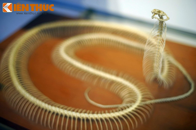 Cận cảnh tiêu bản xương rắn hổ mang.