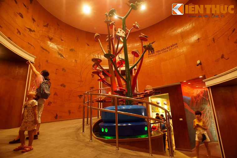 Bào tàng dành một gian riêng để trưng bày cây tiến hoá sinh giới, thể hiện lịch sử 3,6 tỉ năm của thế giới sự sống với 5 giới sinh vật: tiền nhân, nguyên sinh, nấm, thực vật và động vật.