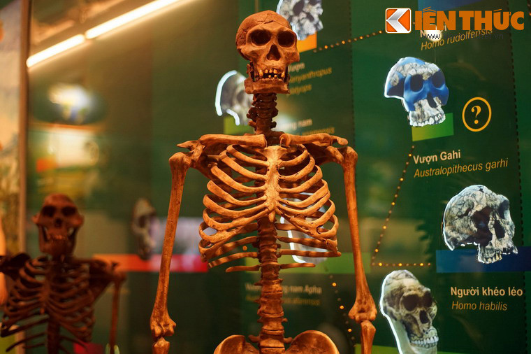 Kế tiếp là khu trưng bày quá trình tiến hoá loài người được hình thành từ những dạng linh trưởng, hình người đầu tiên rồi tiến hoá lên những chủng người khác nhau và cuối cùng là người hiện đại.