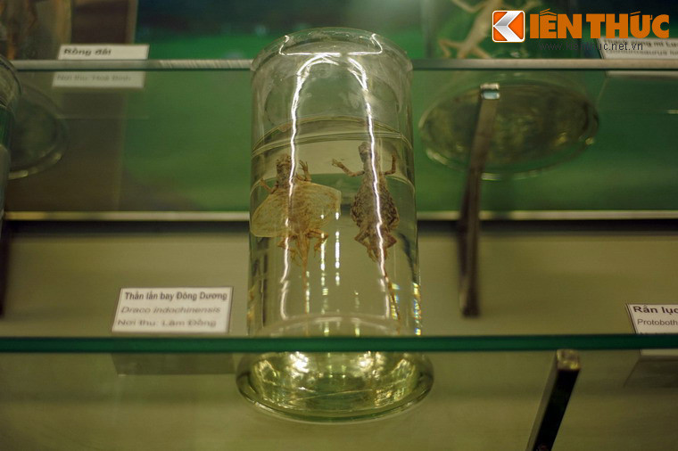 Tiêu bản thằn lằn bay Đông Dương ở khu trưng bày bò sát, lưỡng cư.