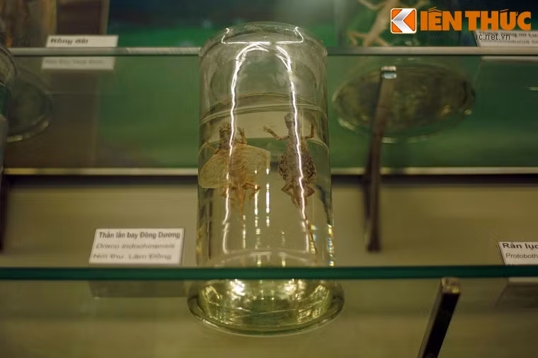 Tiêu bản thằn lằn bay Đông Dương ở khu trưng bày bò sát, lưỡng cư.