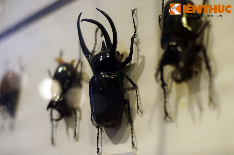 Một mẫu bọ cánh cứng khổng lồ được trưng bày ở bảo tàng.