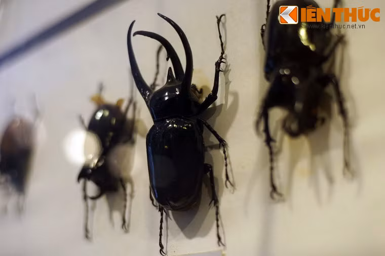 Một mẫu bọ cánh cứng khổng lồ được trưng bày ở bảo tàng.