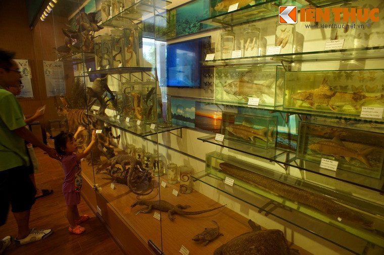 Đây là nơi trưng bày khoảng 1.400 mẫu vật được chọn lọc từ hàng chục nghìn mẫu vật đang được lưu giữ nhằm khái quát lịch sử về nguồn gốc sự sống và thiên nhiên Việt Nam.