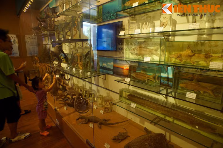 Đây là nơi trưng bày khoảng 1.400 mẫu vật được chọn lọc từ hàng chục nghìn mẫu vật đang được lưu giữ nhằm khái quát lịch sử về nguồn gốc sự sống và thiên nhiên Việt Nam.