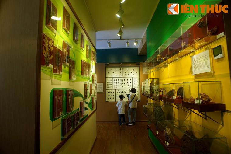 Khu trưng bày nấm và thực vật, với các mẫu vật được đem đến từ nhiều vùng miền của Việt Nam.