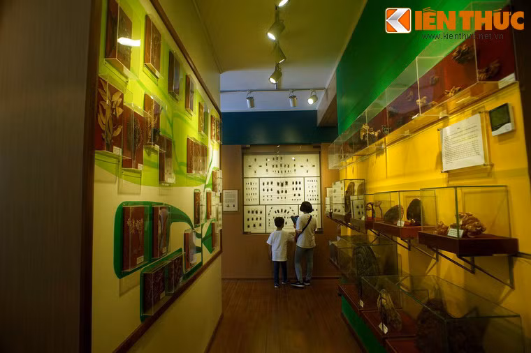 Khu trưng bày nấm và thực vật, với các mẫu vật được đem đến từ nhiều vùng miền của Việt Nam.