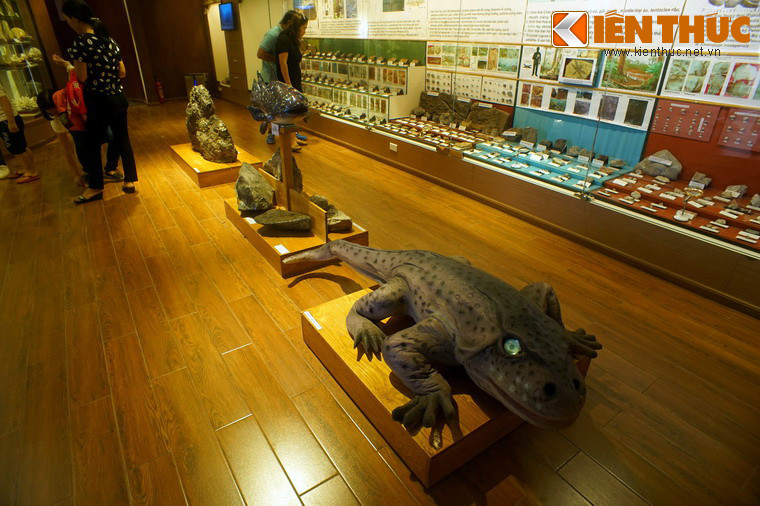 Không gian trưng bày của bảo tàng không lớn nhưng được thiết kế hài hòa, tạo cảm giác ấm cúng và thân thiện, gồm hệ thống mẫu vật trưng bày trong tủ kính và các mô hình được đặt bên ngoài.