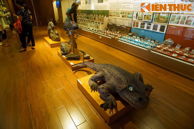 Không gian trưng bày của bảo tàng không lớn nhưng được thiết kế hài hòa, tạo cảm giác ấm cúng và thân thiện, gồm hệ thống mẫu vật trưng bày trong tủ kính và các mô hình được đặt bên ngoài.