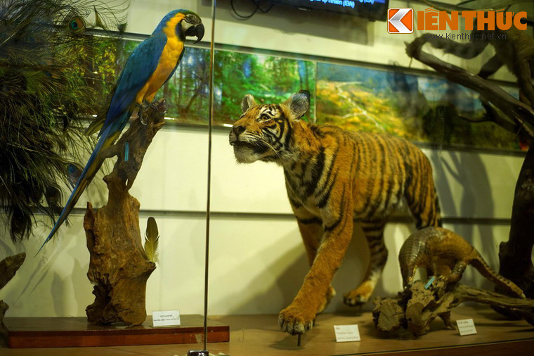 Thế giới động vật được tái hiện rất sinh động qua nhiều khu trưng bày khác nhau, với rất nhiều mẫu tiêu bản quý hiếm, như tiêu bản hổ có nguồn gốc từ vườn thú Hà Nội này.