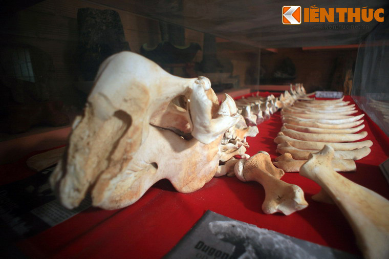 Mẫu xương dugon hay cá cúi - được mệnh danh là nàng tiên cá - một loài vật có vú cực quý hiếm sinh sống ở một số vùng biển nông của Phú Quốc.