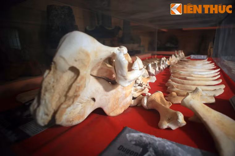 Mẫu xương dugon hay cá cúi - được mệnh danh là nàng tiên cá - một loài vật có vú cực quý hiếm sinh sống ở một số vùng biển nông của Phú Quốc.