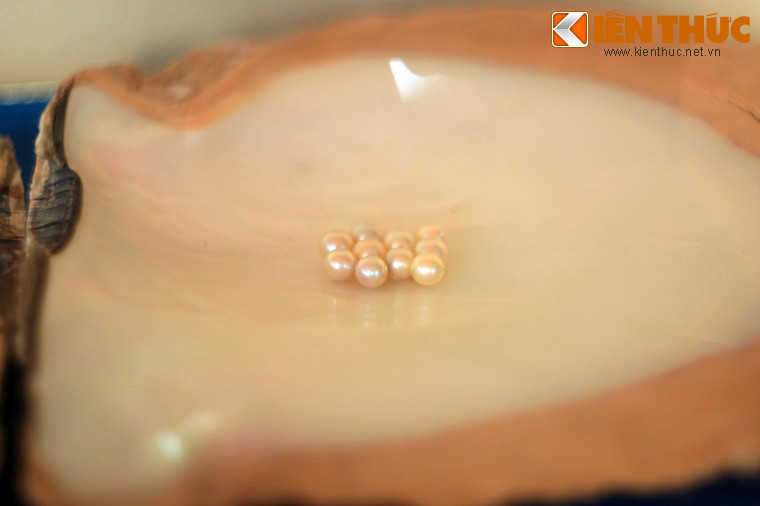 Một nghề nổi tiếng của Phú Quốc là nghề sản xuất ngọc trai được giới thiệu khá trực quan qua hệ thống mẫu vật gồm các loại trai cho ngọc, dụng cụ nuôi trai...