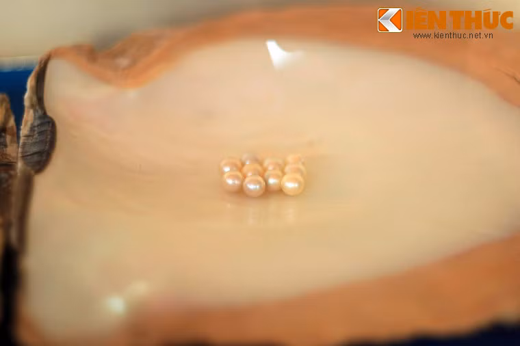 Một nghề nổi tiếng của Phú Quốc là nghề sản xuất ngọc trai được giới thiệu khá trực quan qua hệ thống mẫu vật gồm các loại trai cho ngọc, dụng cụ nuôi trai...