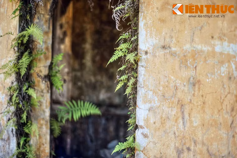 Dương xỉ bám vào các vách tường.
