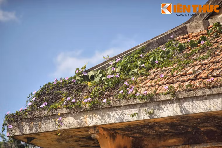 Dây leo mòn tràn lên mái ngói.