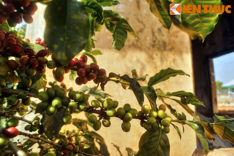 Rẫy trồng cà phê của người dân vươn tới sát nhà ga.